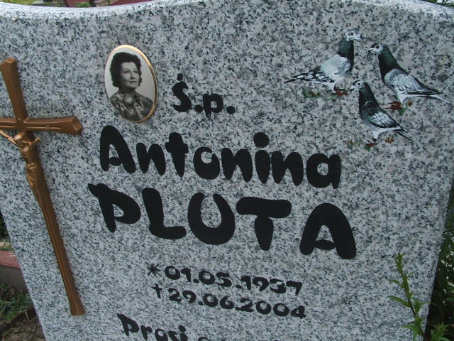 Antonina Pluta 1937 Lubsko - Grobonet - Wyszukiwarka osób pochowanych